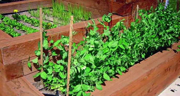 How homestead garden can help tackle food insecurity — Group