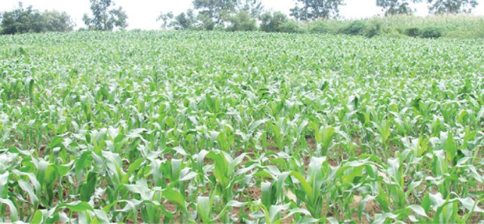 Insecurity: Katsina farmers warn of decline in maize production Insecurity may affect maize production in some parts of Katsina this year