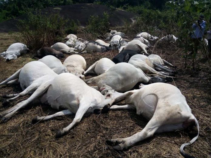 Kano herders lament as disease outbreak kills many cows