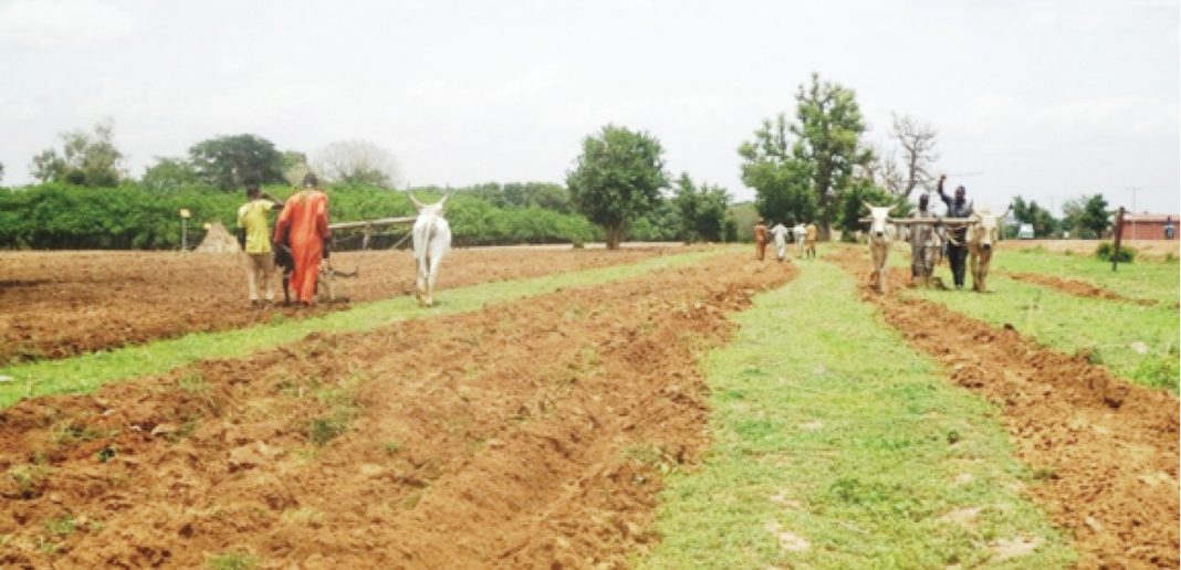 Katsina farmers in massive rice farming
