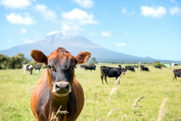 LIC lost out on Afimilk courtesy of Covid-19. But it’s still hunting for tech deals