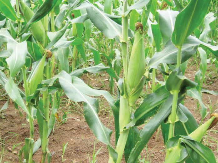 Maize output may fall this year, farmers raise alarm