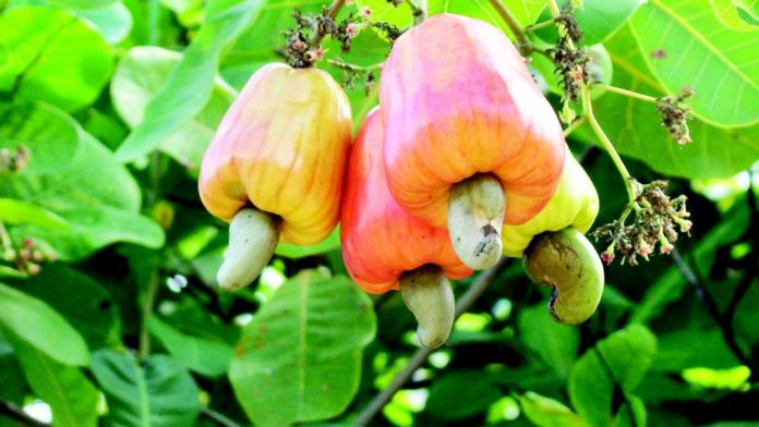 NCAN Seeks Ministry’s Assistance In Processing, Value-Addition