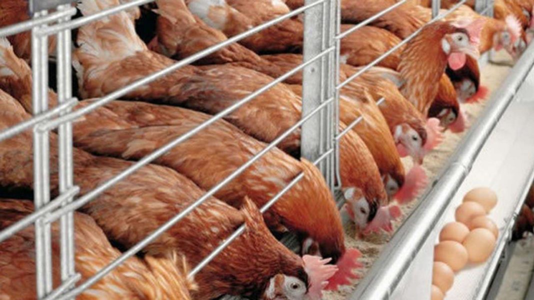 Poultry, fishery sectors lose N60b to COVID-19 lockdown — VSF