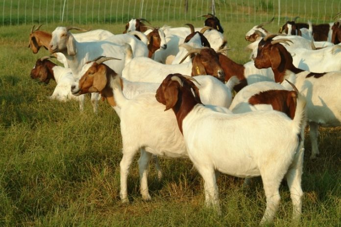 Reasons you should give goat farming a trial