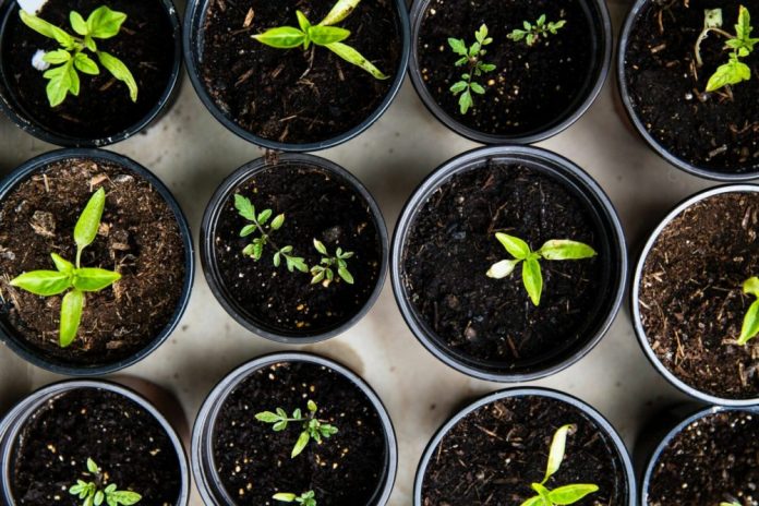 Seedlinked scores $500k seed round to weed the antiquity out of specialty seeds
