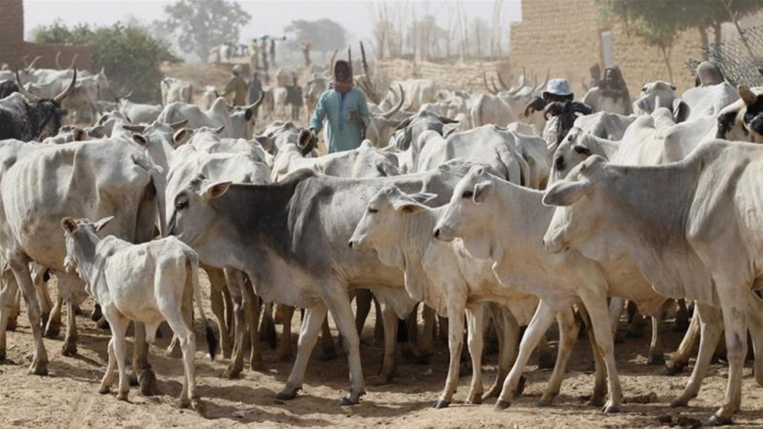 Stop free migration of foreign herdsmen into Nigeria, SMBLF tells Buhari