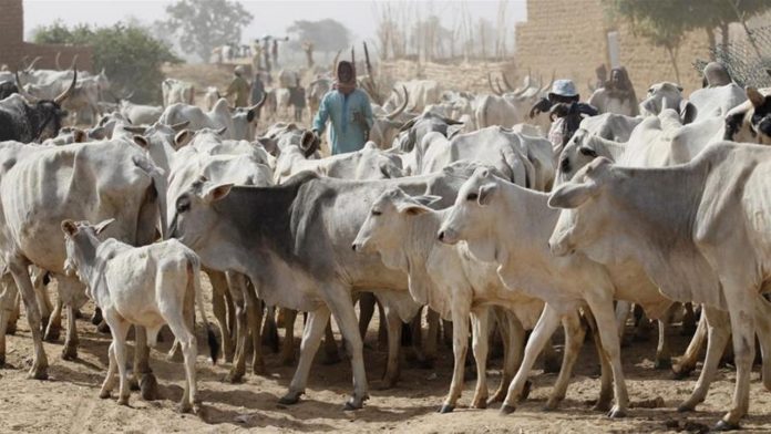 Stop free migration of foreign herdsmen into Nigeria, SMBLF tells Buhari