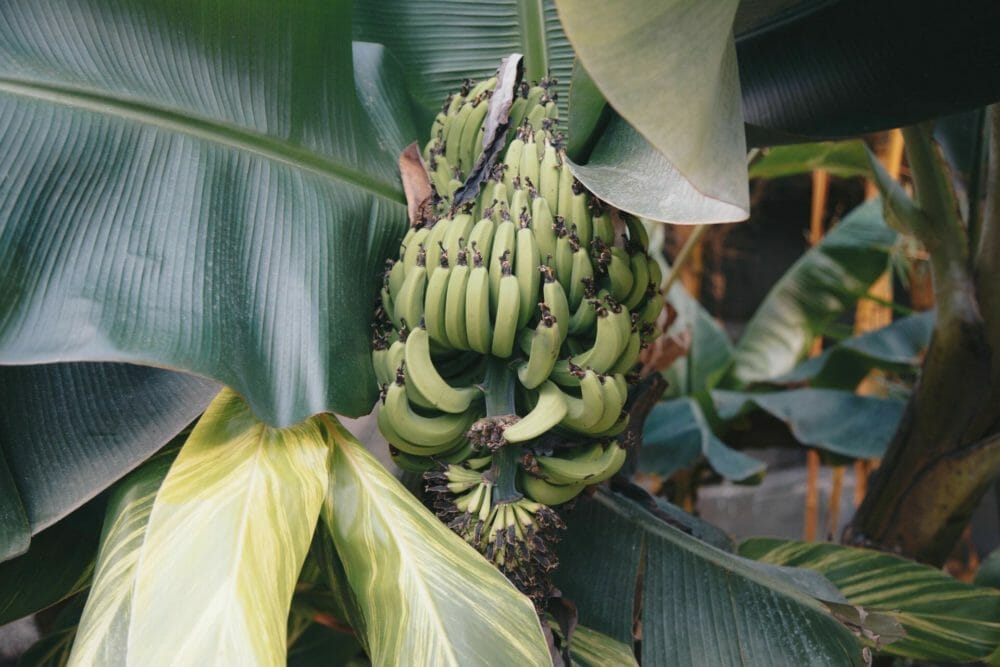 Tropic Biosciences banks $28.5m in Temasek-led Series B round