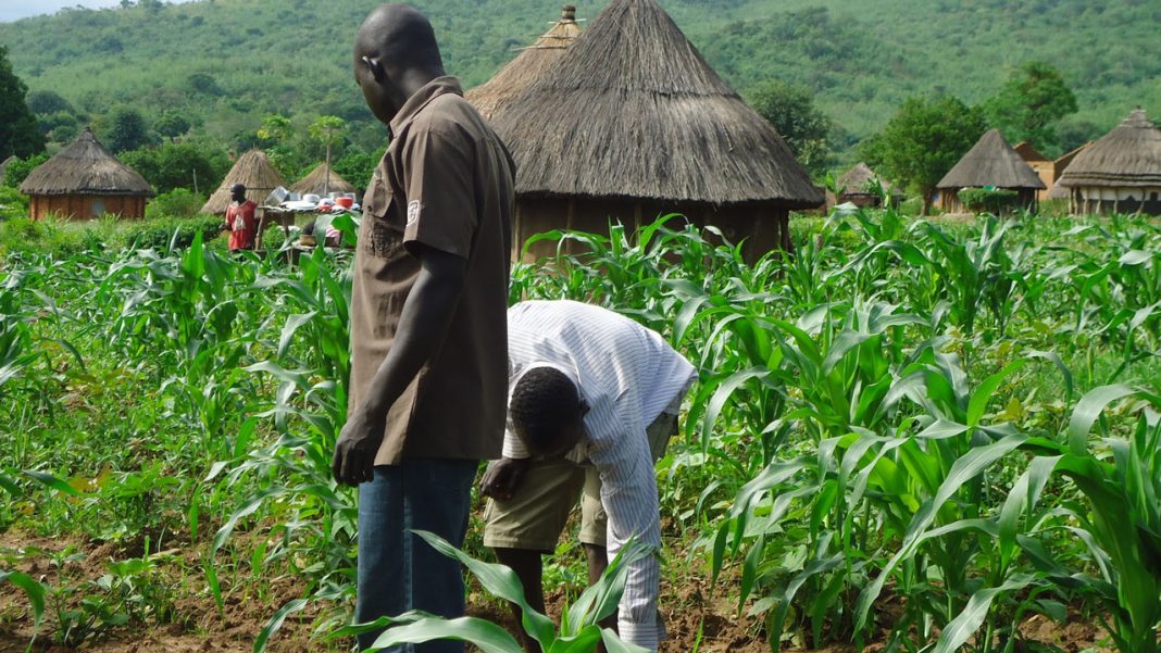‘Data-driven inclusion of small-scale farmers can boost food security’