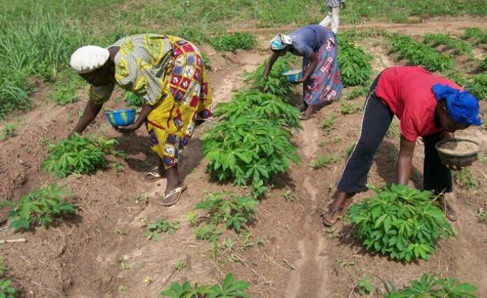 1,000 cassava farmers to get boost in CBN, Ekiti partnership