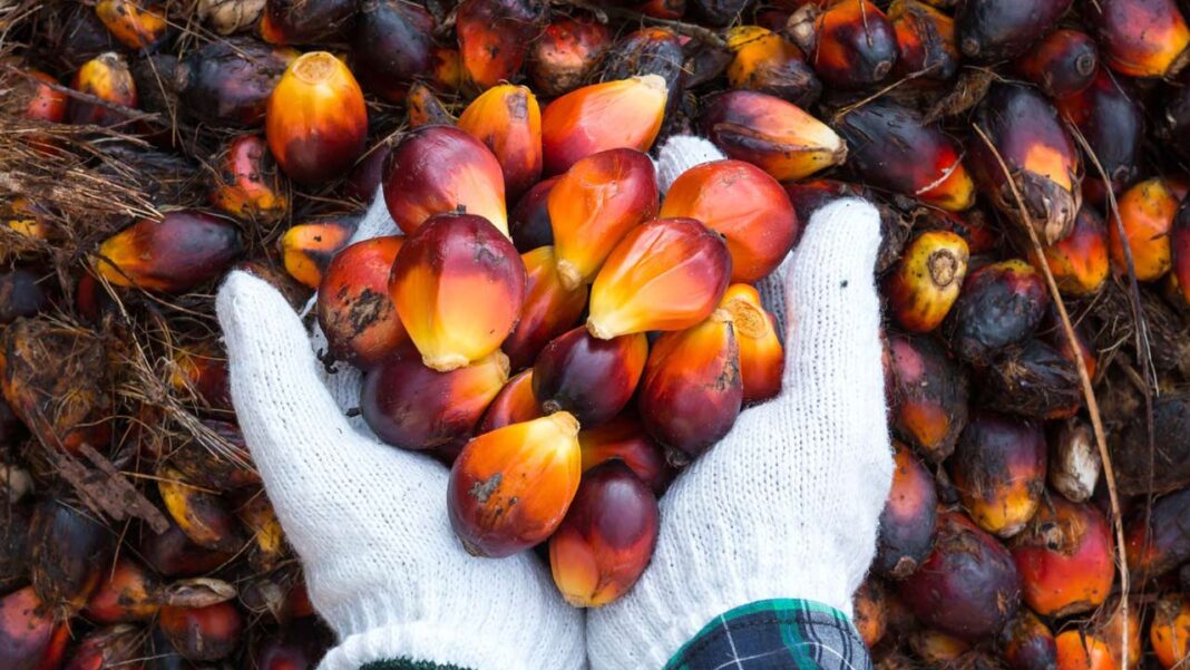 155,000mt palm nut cracker plant launched to bridge sector’s deficit gap