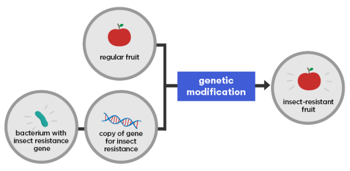 African countries advised against overregulating genetic modification techniques