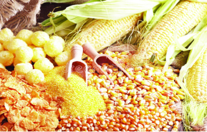 CBN To Ban Maize Importation