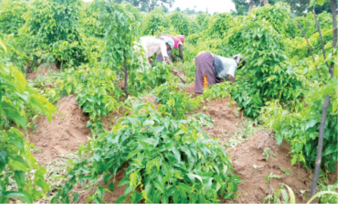 CBN’s agric loan: Stakeholders make case for ‘real’ farmers