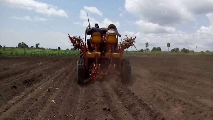 Entrenching cassava mechanisation initiatives for higher yield