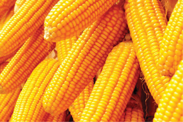 Experts flay forex ban without maize plan