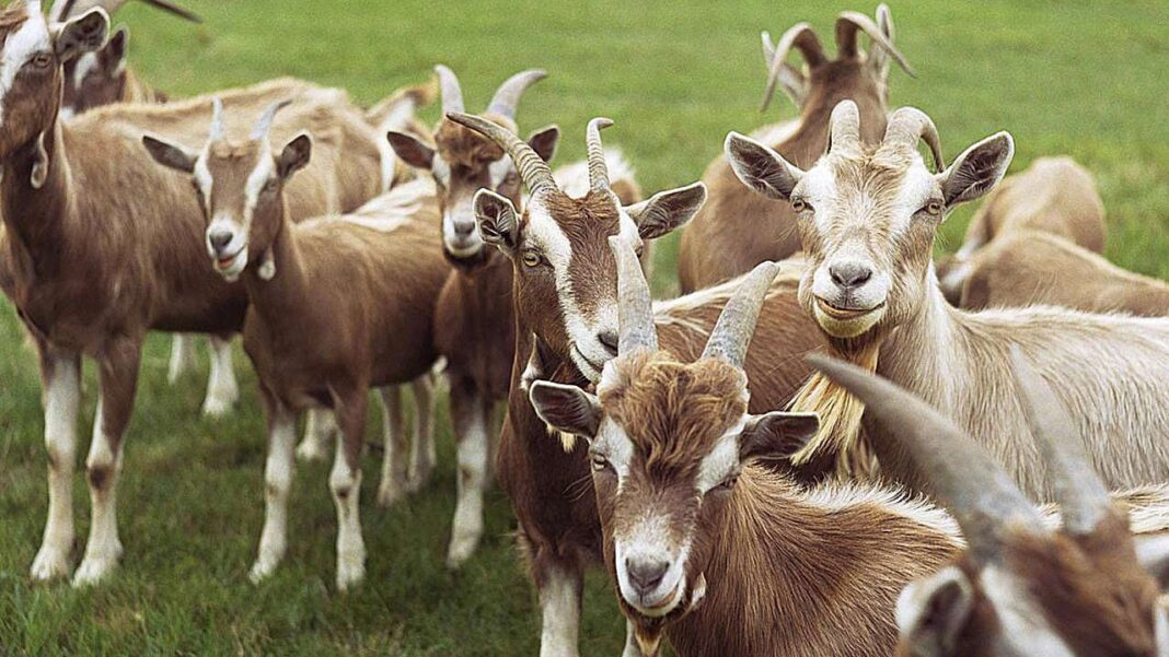 FAO distributes hybrid goats to 3,400 Borno households