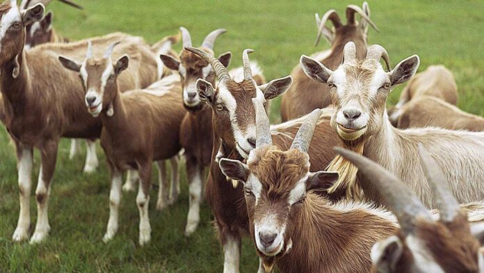 FAO distributes hybrid goats to 3,400 Borno households FAO distributes hybrid goats to 3,400 Borno households