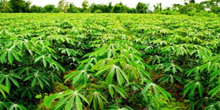 FG commends IITA’s impact in cassava seed sector