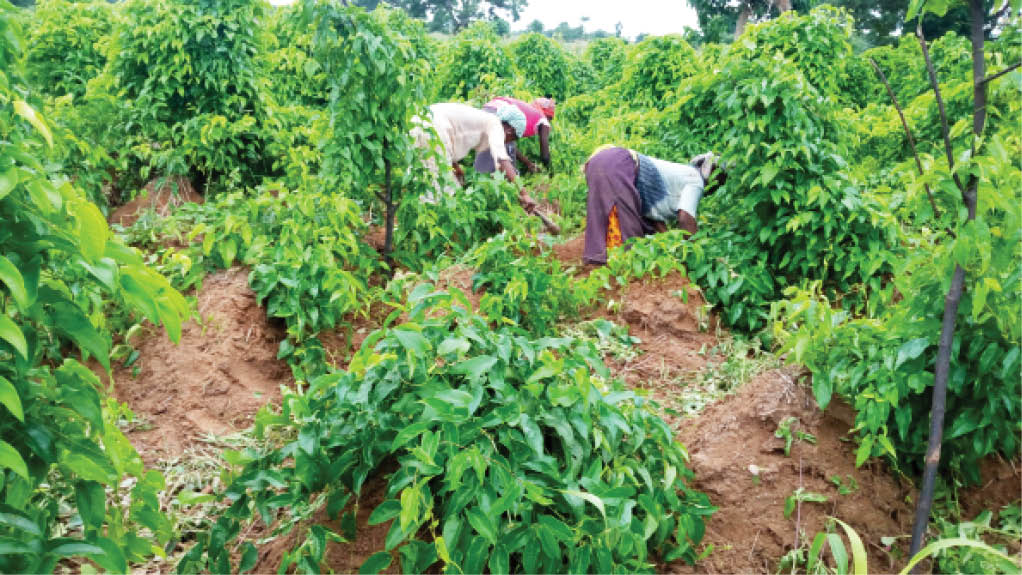 Farmers’ guide: Research shows best time to harvest yam