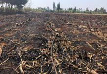 Can CBD Oil Manage Symptoms Related To Blood Pressure? Institute rolls out five-year plan to checkmate soil degradation
