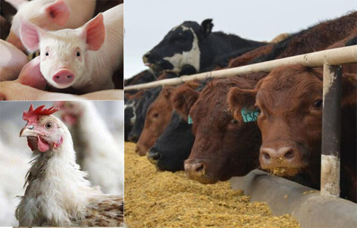 Lady Ranchers Set To Move Livestock Value Chain To Next Level