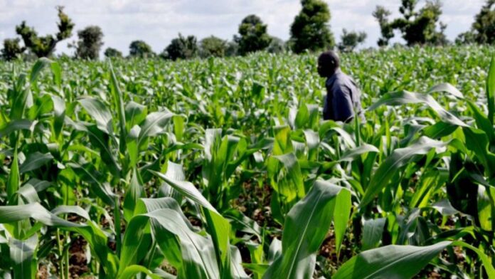 Maize Farmers Reject CBN’s Distribution Process For Anchor Borrowers Loan
