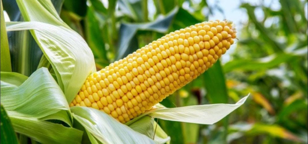 Maize anchor borrowers program to inject over N1b into Abia economy