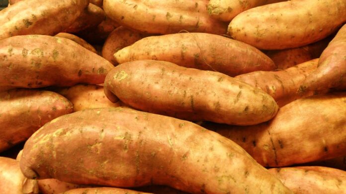 Maximising Nigeria’s potential in potato production, industrialisation Maximising Nigeria’s potential in potato production, industrialisation