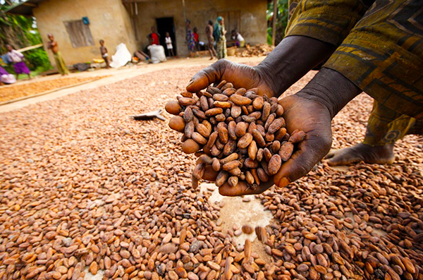 Nigeria Targets Processed Cocoa Exports With $10m Plant Nigeria Targets Processed Cocoa Exports With $10m Plant