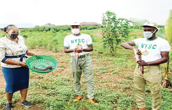Ogun NYSC SAED Farm Ready For Harvest Ogun NYSC SAED Farm Ready For Harvest