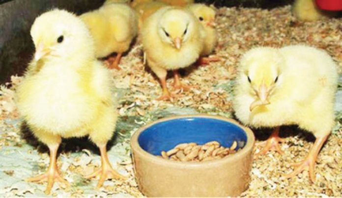 Poultry farmers in dilemma over inputs cost