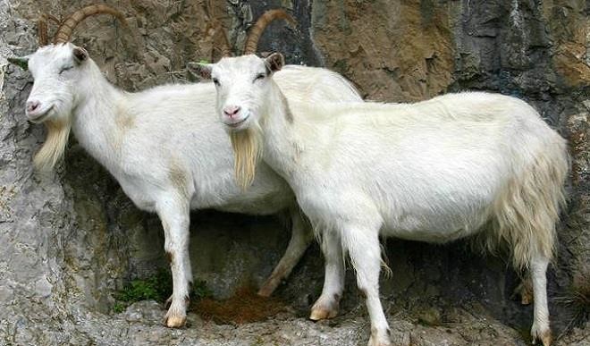 Scarcity of he-goats hits farms in Cross River Scarcity of he-goats hits farms in Cross River