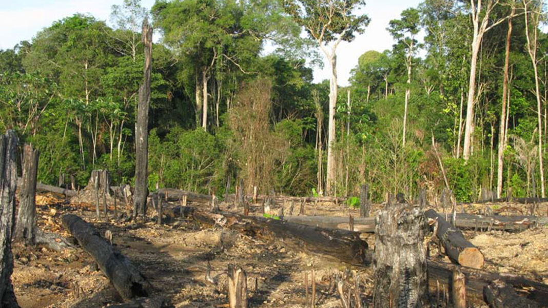 Small-farm tech reduces  deforestation,  climate change