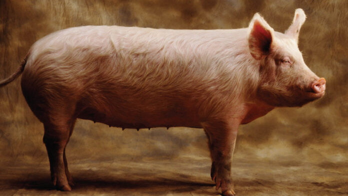 UN agencies call for global action to halt spread of UN agencies call for global action to halt spread of deadly pig disease – Report