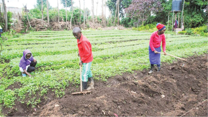 What your child can do on the farm on holiday