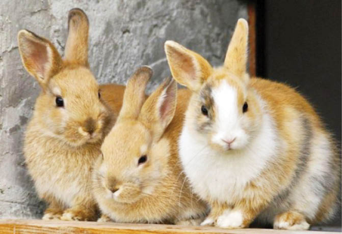 rabbit
