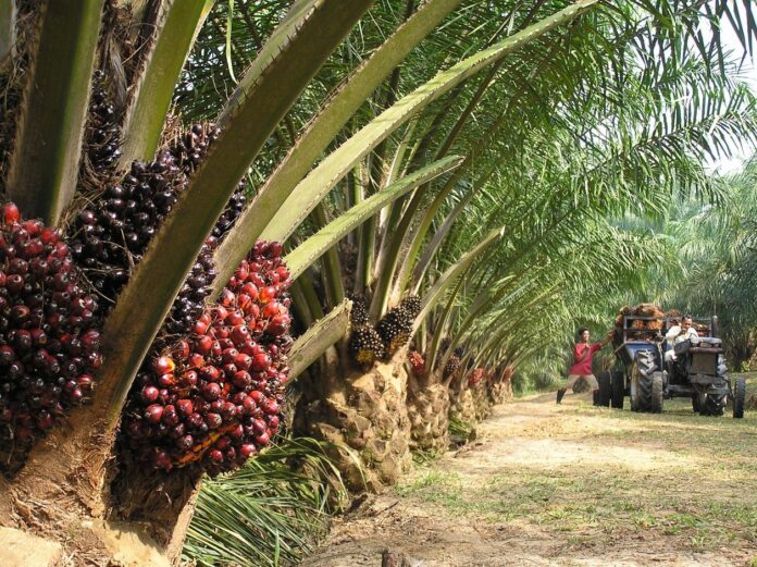 CBN partners Imo govt to boost oil palm production
