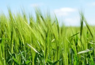 FAO stresses on agri-food system transformation in Africa FAO Africa AF and FEAG