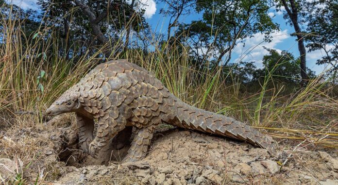 Federal Government partners Germany, UNODC to stop wildlife crime