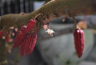 Ghana cocoa cobord