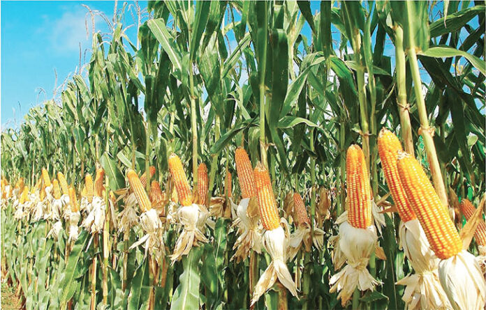 How CBN Forex Ban Policy Can Help Boost Maize Production How CBN Forex Ban Policy Can Help Boost Maize Production