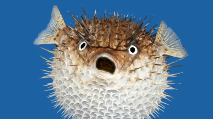 Official warns Nigerians against eating deadly fish, fugu
