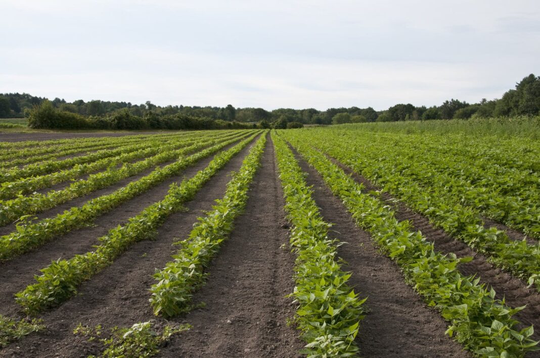 Osun evicts farmers from government forest reserve