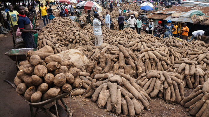 Revving up yam production, farmers’ profit with technologies Revving up yam production, farmers’ profit with technologies