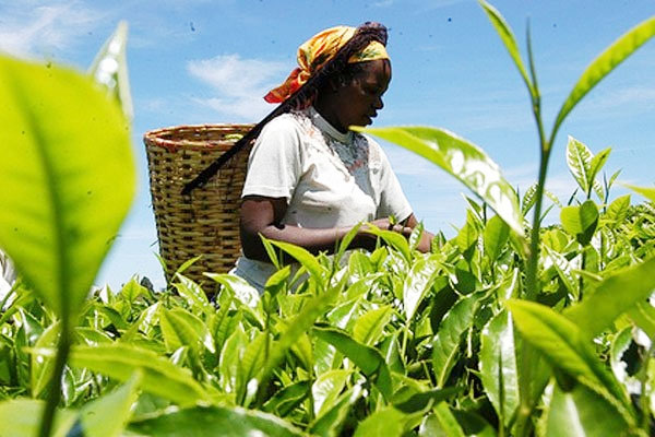 Viable X Created To Change Face Of Nigeria’s Agribusiness – Adama