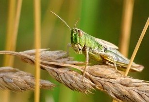 desert locusts 14 Aug