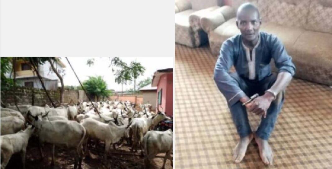Amotekun Corps arrest herdsman, 65 cows over farm destruction in Ondo