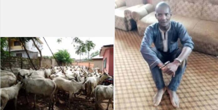 Amotekun Corps arrest herdsman, 65 cows over farm destruction in Ondo